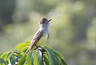 GREAT CRESTED FLYCATCHER (Myiarchus crinitus) 