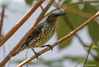 ASIAN GLOSSY STARLING - female (Aplonis panayensis)