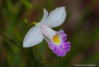 BAMBOO ORCHID (Arundina graminifolia)