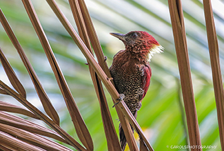 BANDED WOODPECKER (Chrysophlegma miniaceum)