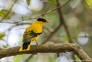 BLACK NAPED ORIOL (Oriolus chinensis)