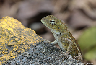 CHANGEABLE LIZARD (Calotes versicolor)