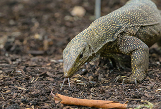 CLOUDED MONITOR (Varanus nebulosus)