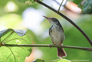 COMMON TAILORBIRD (Orthotomus sutorius)