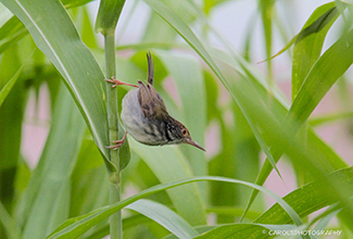 COMMON TAILORBIRD (Orthotomus sutorius)