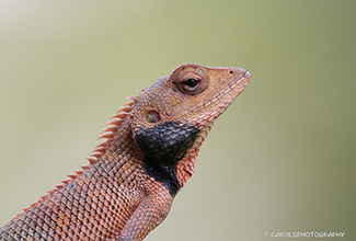 EASTERN GARDEN LIZARD (Callosciurus notatus) 