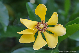 GOLDEN OR KEDAH GARDENIA (Rubiaceae)