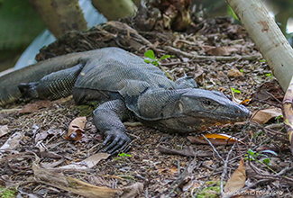 MALAYSIAN WATER MONITOR (Varanus salvator)