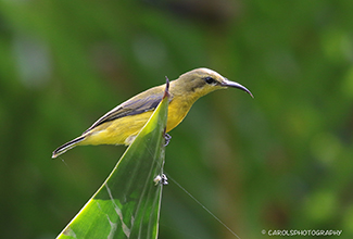 OLIVE BACKED SUNBIRD - female (Cinnyris jugularis)