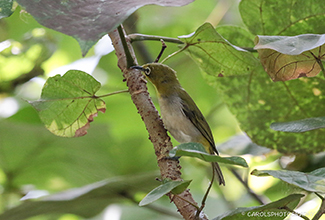 ORIENTAL WHITE-EYE (Zosterops palpebrosus)