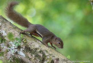 PLANTAIN SQUIRREL (Callosciurus notatus)