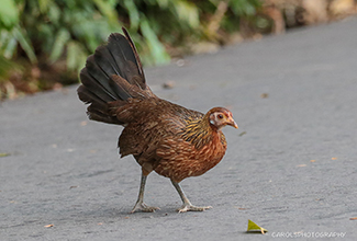 RED JUNGLE FOWL - female (Gallus gallus)