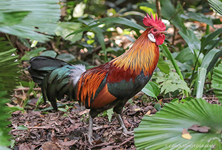 RED JUNGLE FOWL - male (Gallus gallus)