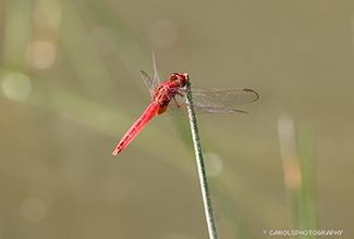 SCARLET SKIMMER (Crocothemis servilia)