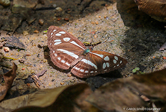 SHORT BANDED SAILOR (Neptis columella)