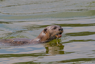 SMOOTH COATED OTTER (Lutrogale perspicillata)