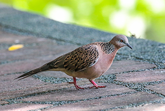 SPOTTED DOVE (Spilopelia chinensis)