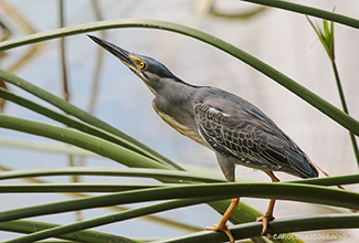 STRIATED HERON (Butorides striata)