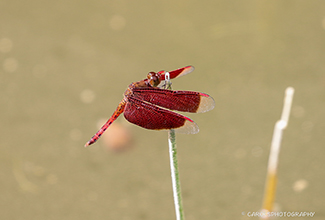 SULTAN DRAGONFLY (Camacinia gigantea)