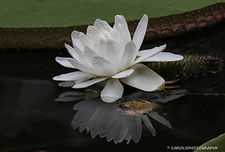 VICTORIA WATER LILY (WHITE FORM) (Nymphaeaceae)