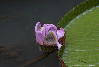 VICTORIA WATER LILY (Nymphaeaceae)