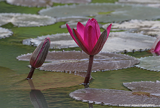 WATER LILLY (Nymphaea)