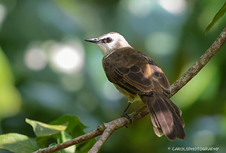 YELLOW-VENTED BULBUL (Pycnonotus goiavier)