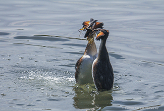 GREAT CRESTED GREBE PERFORMING THE 'WEED DANCE' (Podiceps cristatus)