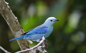 BLUE-GRAY TANAGER(Thraupis episcopus)