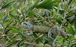 GREEN IGUANA(iguana iguana)