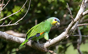ORANGE WINGED PARROT(Amazona amazonica)