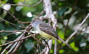 THE BROWN-CRESTED FLYCATCHER(Myiarchus tyrannulus)
