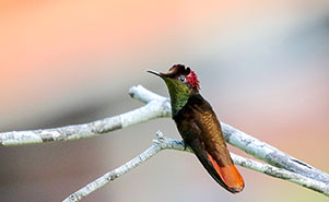 THE RUBY TOPAS HUMMINGBIRD - MALE(Chrysolampis mosquitus) 