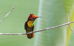 THE RUBY TOPAZ HUMMINGBIRD-MALE(Chrysolampis mosquitus)