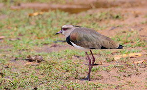 THE SOUTHERN LAPWING(Vanellus chilensis)