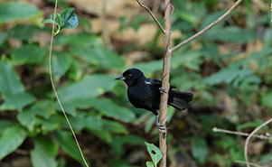 WHITE-LINED TANAGER (Tachyphonus rufus )