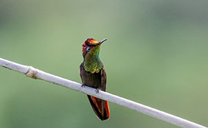 THE RUBY TOPAZ HUMMINGBIRD-Male(Chrysolampis mosquitus)