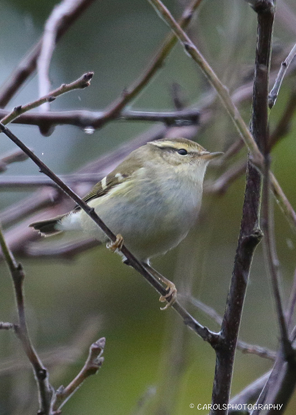 YELLOW BROWED WARBLER