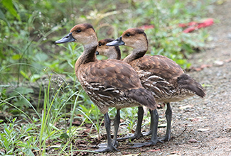 WEST INDIAN WHISTLING DUCKS