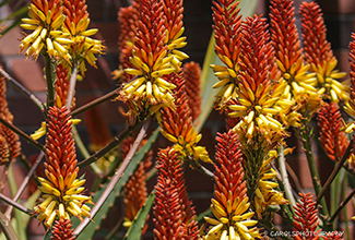 CANDELABRA ALOE (Aloe arborescens)