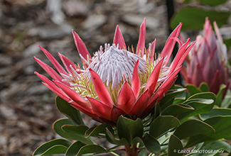 KING PROTEA (Protea cynaroides)
